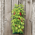 Bag Garden Fundraiser