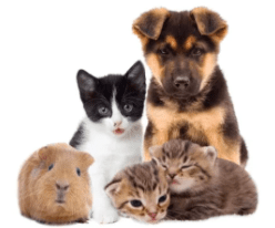 Humane Society Fundraiser