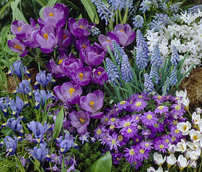 flower bulb fundraiser