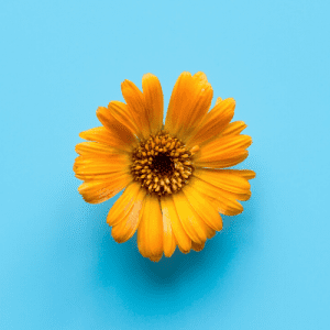 flower and veggie fundraiser