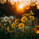 flower fundraiser