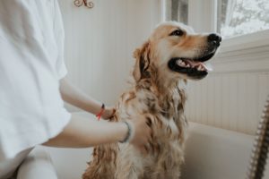 pet wash